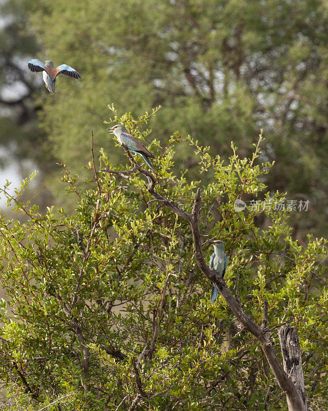 3欧洲罗拉，Coracias garrulus，在克鲁格NP。